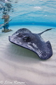   This was taken Stingray Sandbar Cayman natural light my Tokina 1017 FE. 10-17 10 17 FE  